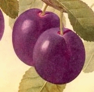 PRUNE 'MONSIEUR HATIF'