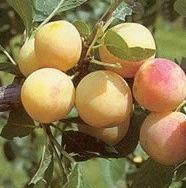 PRUNE 'MIRABELLE DE NANCY'