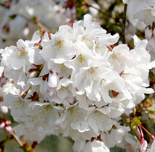 CERISIER À FLEURS