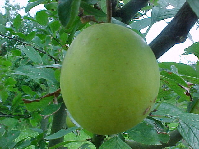 Pruim 'ONTARIO'