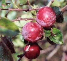 Pruim 'REINE-CLAUDE d'ALTHAN'