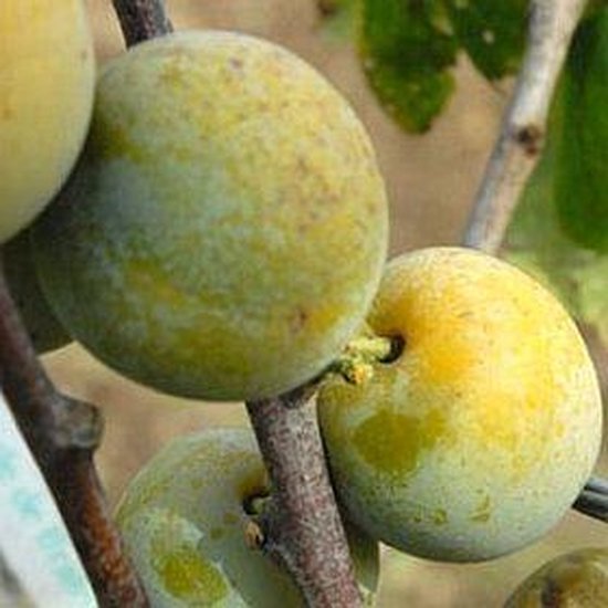 PRUNE 'REINE-CLAUDE D'OULLINS'