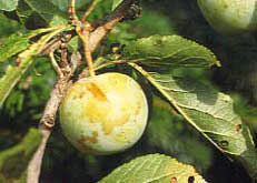 Pruim 'REINE-CLAUDE VERTE'