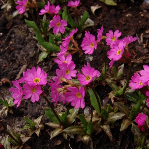 PRIMEVÈRE