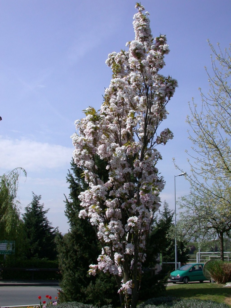 CERISIER À FLEURS