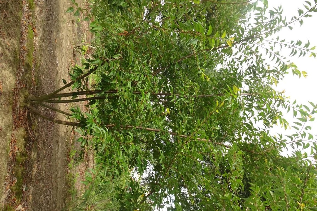 Prunus subh. 'Autumnalis'
