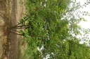 Prunus subh. 'Autumnalis'