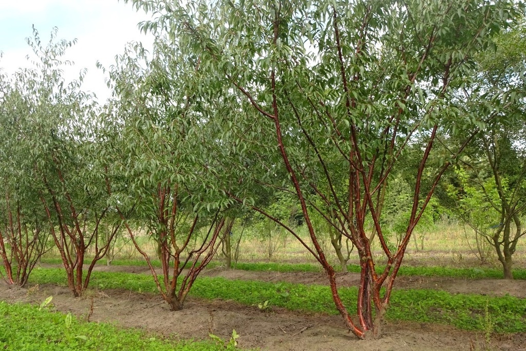 Prunus serrula