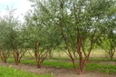 Prunus serrula