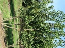 Prunus serr. 'Kanzan'