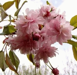 CERISIER À FLEURS