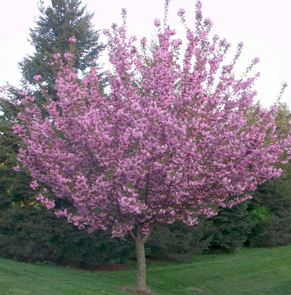 Prunus serr. 'Royal Burgundy'