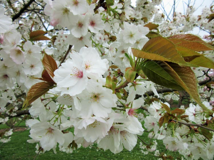 Prunus serr. 'Taihaku'