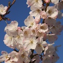 Prunus 'The Bride'