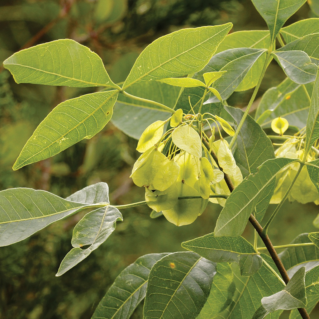 Ptelea trifoliata