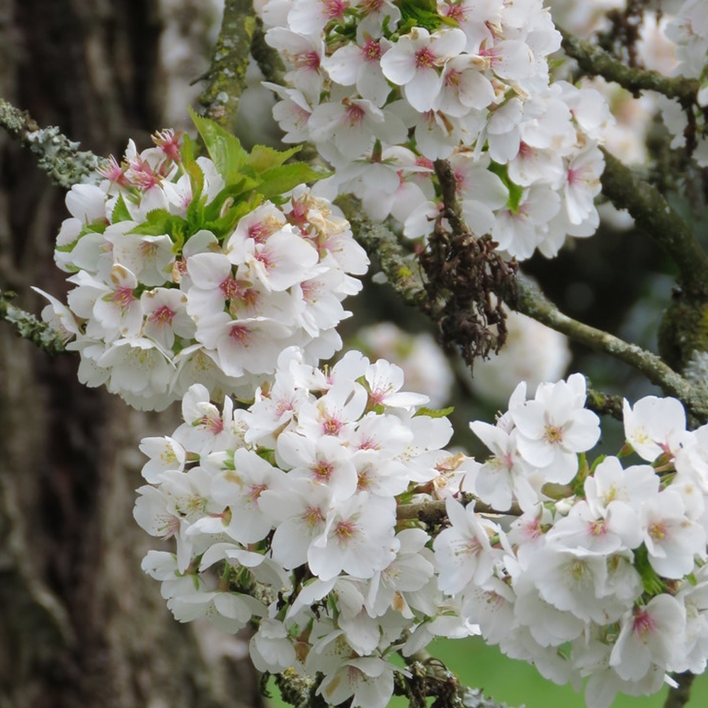 Prunus 'Umineko'
