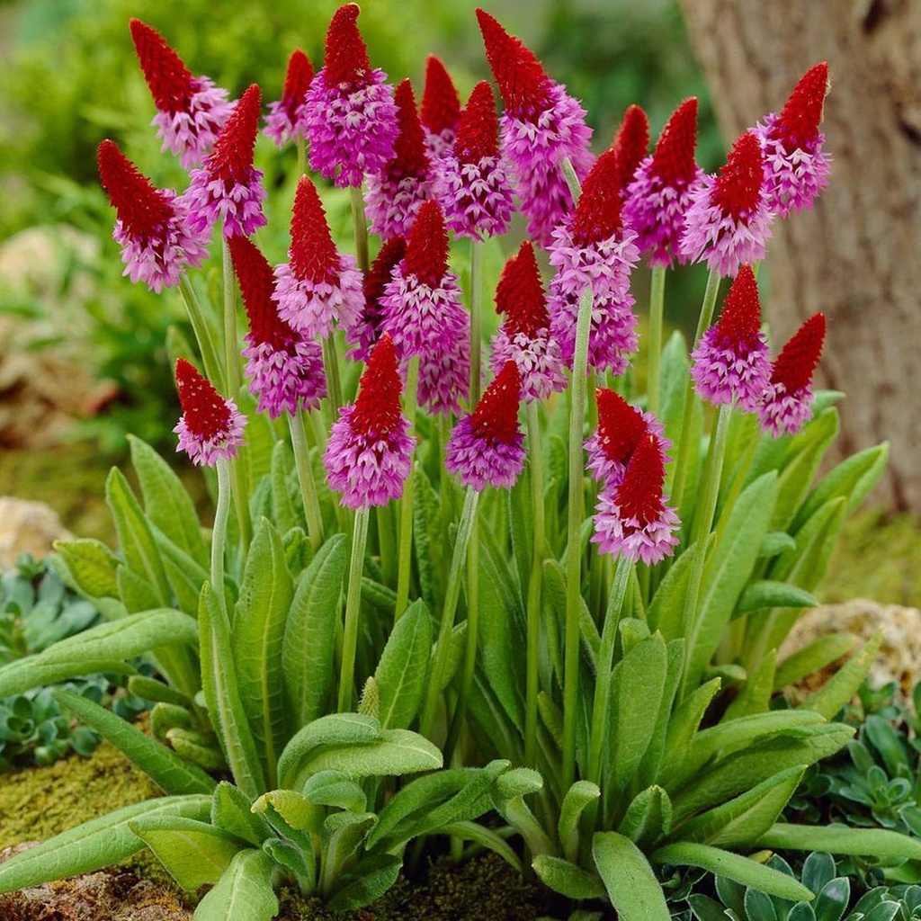 Primula vialii
