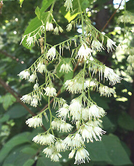 Pterostyrax corymbosa