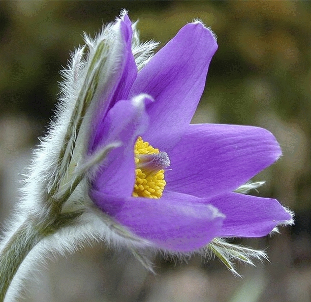 Pulsatilla vulgaris