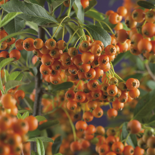 BUISSON ARDENT