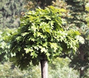 CHÊNE DE MARAIS