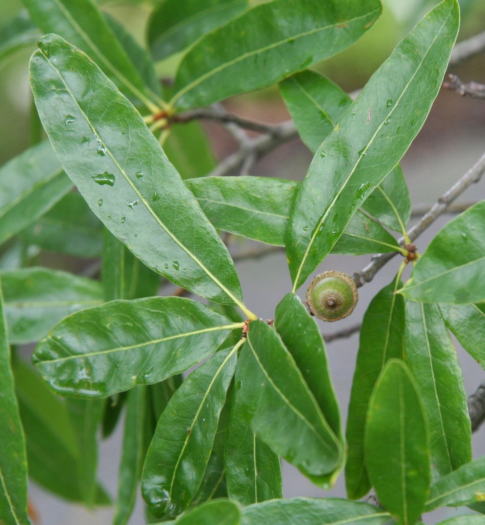CHÊNE À FEUILLES DE SAULE