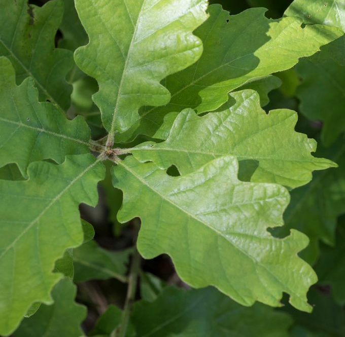 Quercus pubescens
