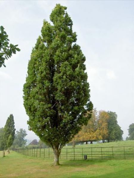 Quercus robur 'Fastigiata Koster'