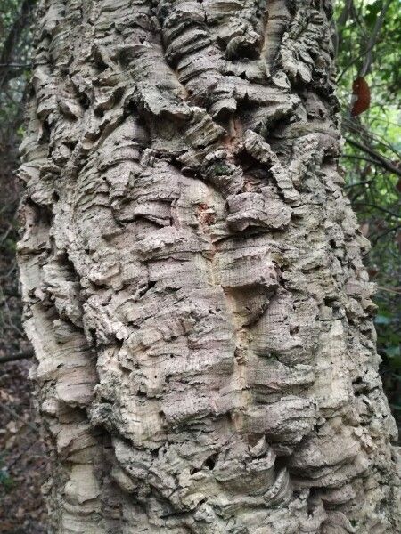 Quercus suber