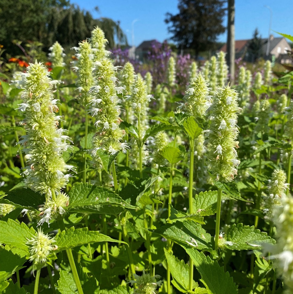 Agastache rugosum 'Alabaster'