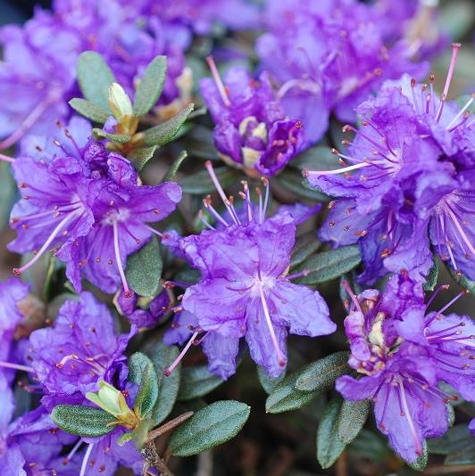 RHODODENDRON NAIN