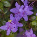 RHODODENDRON NAIN