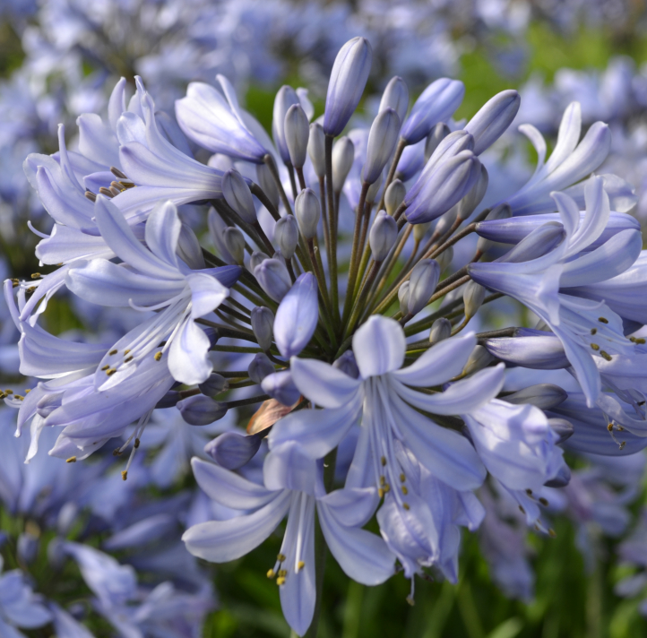 AGAPANTHE