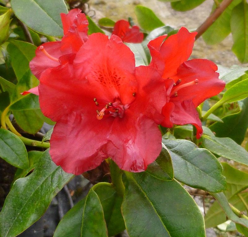 RHODODENDRON NAIN
