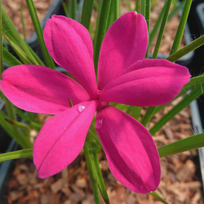 Rhodoxis 'Fairy Tale'