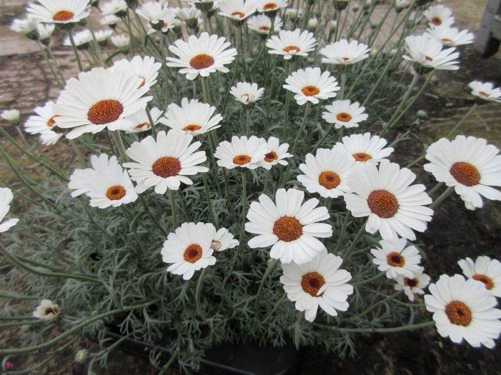Rhodanthemum h. 'Casablanca'
