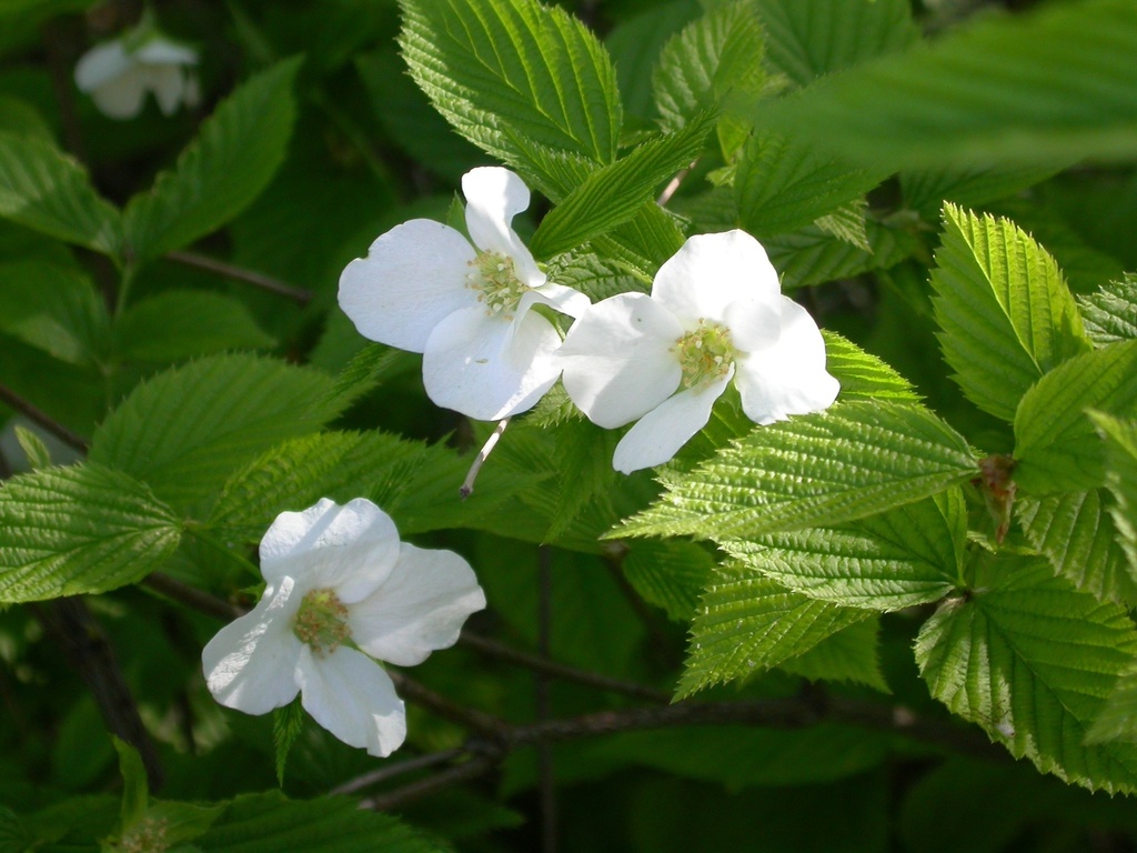 Rhodotypos Scandens