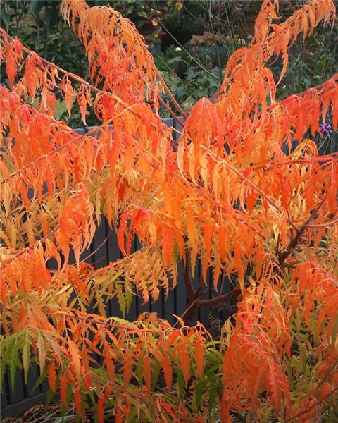 SUMAC