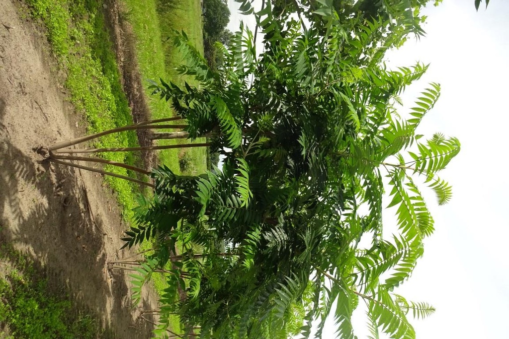 Rhus typhina