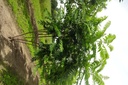 Rhus typhina