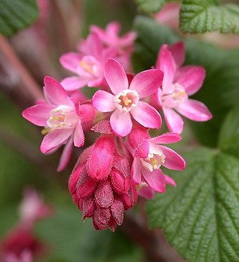 GROSEILLER À FLEURS