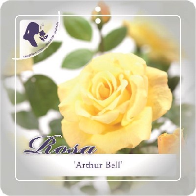 'ARTHUR BELL' ROSIER BUISSON À FLEURS GROUPÉES