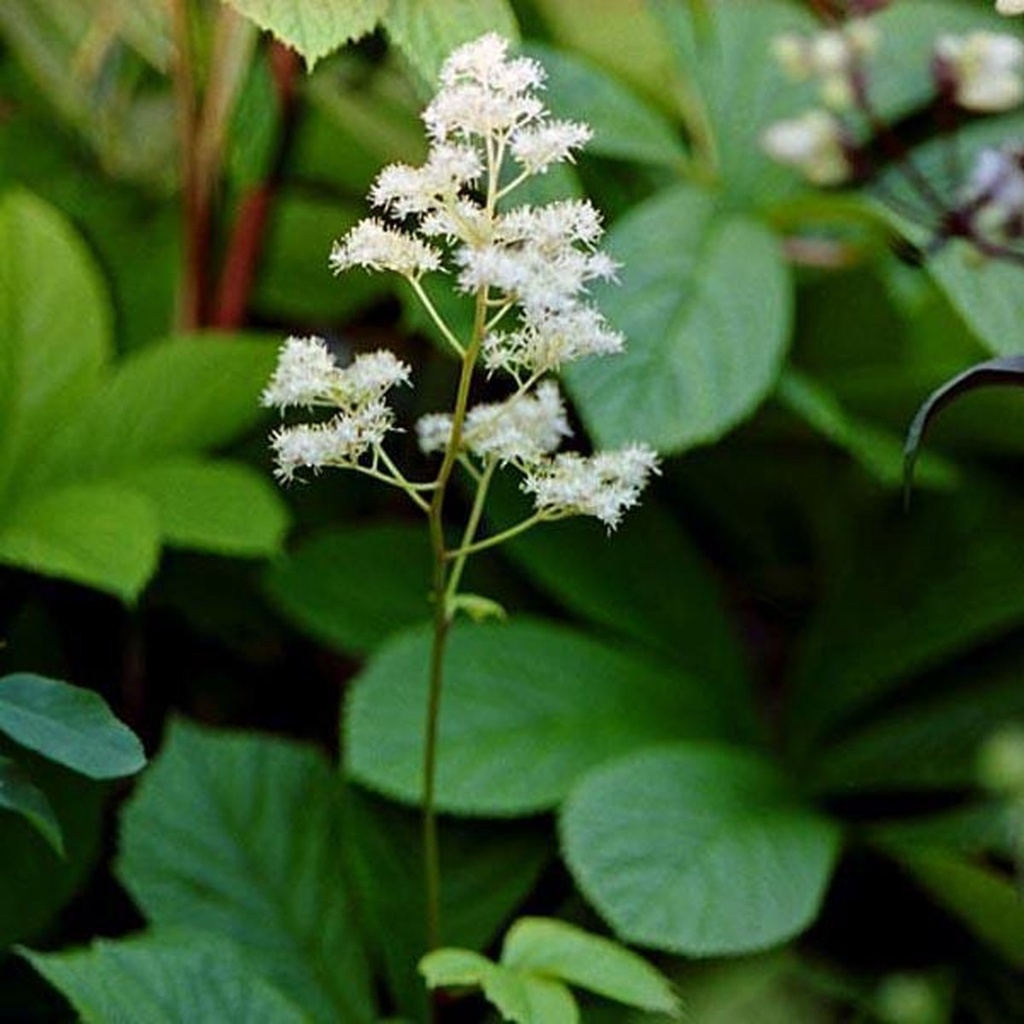 Rodgersia aesculifolia