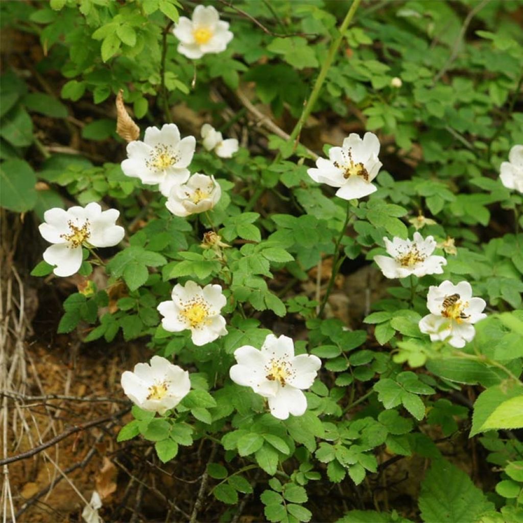 Rosa arvensis