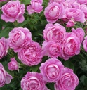 'CARMEN WÜRTH' ROSIER BUISSON À GRANDES FLEURS