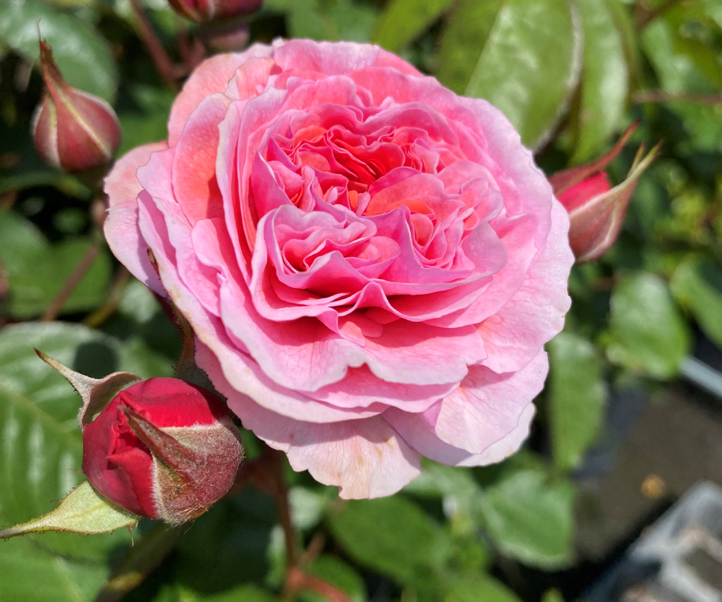 'EEUWIGE PASSIE'® ROSIER BUISSON