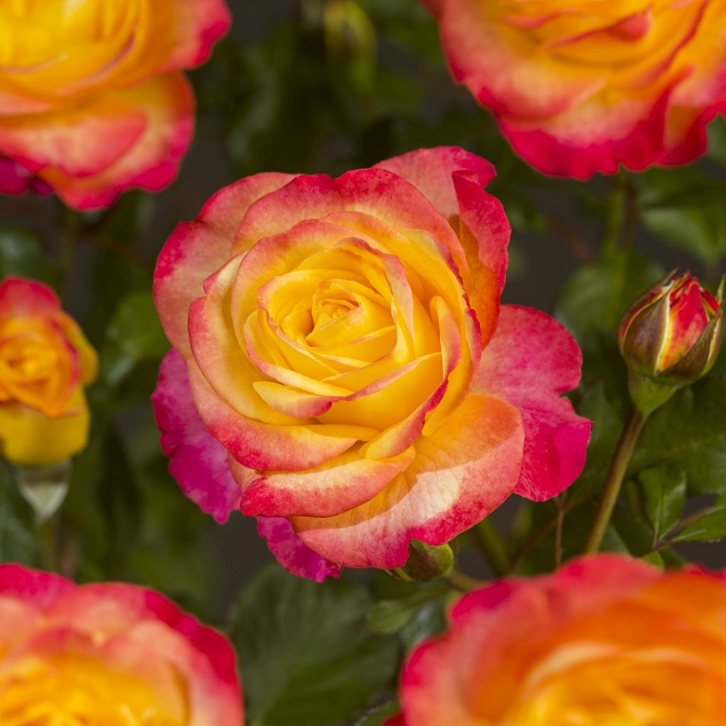 'Flaming Star'® Rozelaar Grootbloemig