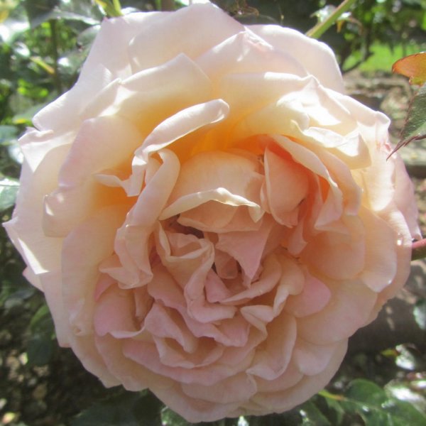 'GROSSHERZOGIN LUISE'® ROSIER BUISSON À GRANDES FLEURS