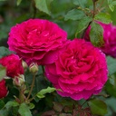 'Gabriel Oak'® Engelse Roos Grootbloemig