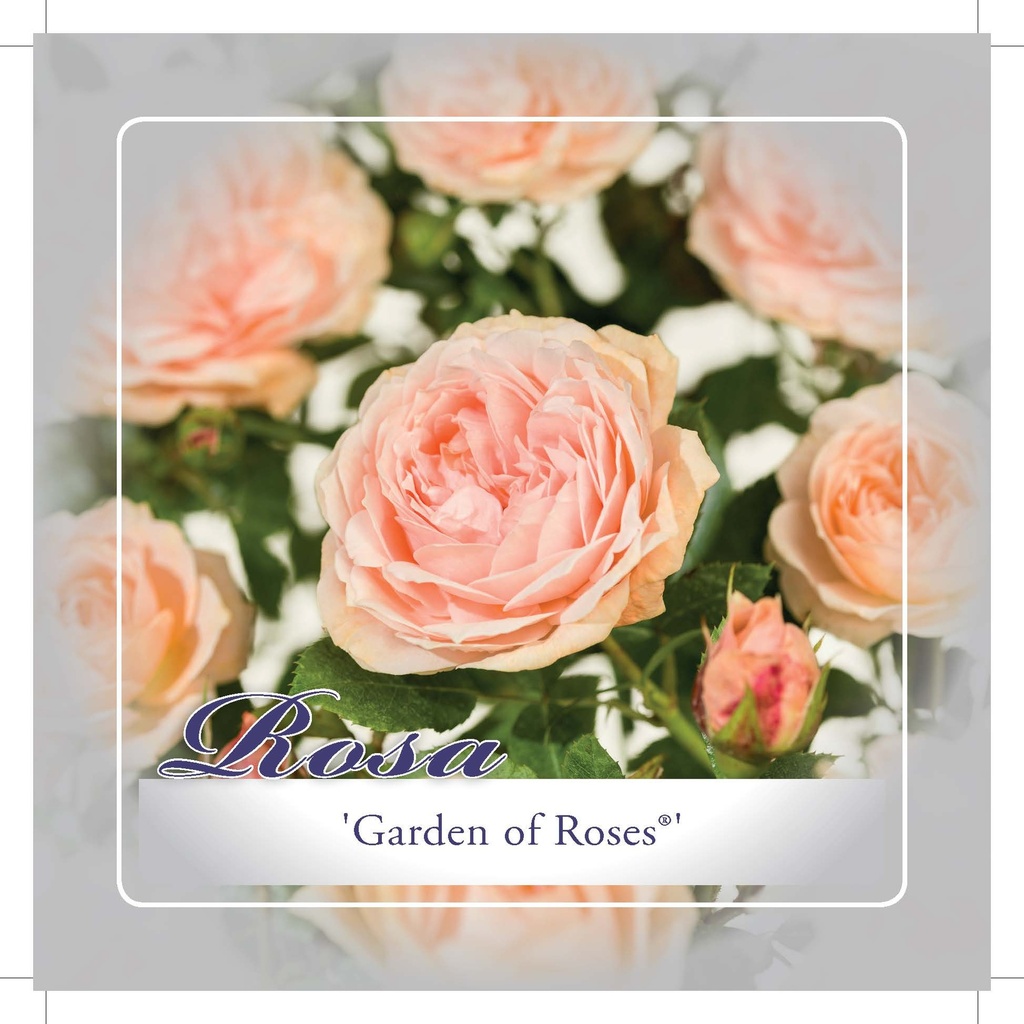 'GARDEN OF ROSES'® ROSIER BUISSON À FLEURS GROUPÉES